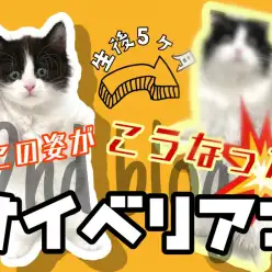 【 サイベリアン多頭飼い 】子犬と遊べる子猫発見！生後5ヶ月セカンドブログ
