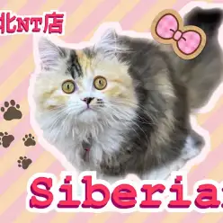 【 サイベリアン 】美猫に成長！4ヶ月のアクティブなキャリコカラーの女の子！