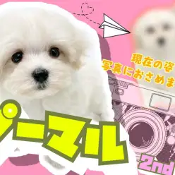 【 MIX 】社会性を学びお散歩デビューも果たしたマルプーちゃん！現在の姿は！？