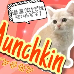 【 マンチカン 】愛くるしい表情のマンチカン！足が短い子よりも魅力的な点もご紹介