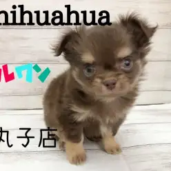 【 チワワ 】両親の体重3kg未満！童顔で天使顔の小さめチワワの男の子が新登場！