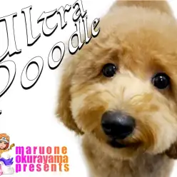 【トイプードル 】心の優しさウルトラ級！カット映えが半端ないトイプーレッド！