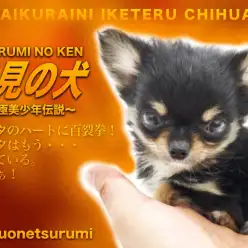 【 男前チワワ 】イケメンパラダイス注意報！ブラックタン&ホワイトのナイスガイ！