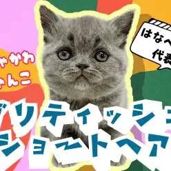 【 ブリティッシュショートヘア 】プレミアムな可愛さ！ぶちゃかわキャット出現！！