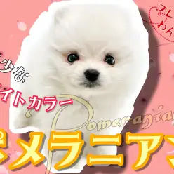 【 極小ポメラニアン 】希少なホワイトカラー!白たぬきポメラニアン登場