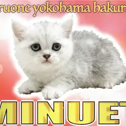 【 ミヌエット 】丸顔で短足のハイブリッド種！遊び好きな性格は最高の癒し系！