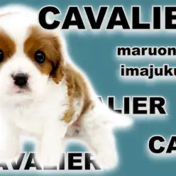 【 キャバリア 】目力バツグンのムッチリBODYが愛らしいブレンハイムの男の子！