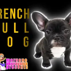 【 フレンチブルドッグ 】良血統のタイガーブリンドル！瞳キュートなフレブル登場！