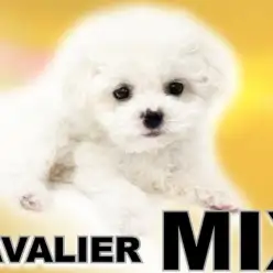 【 MIX 】ビションフリーゼとキャバリアMIXの超希少なフレンドリーガール！