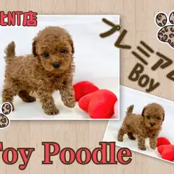 【 トイ・プードル 】可愛さ抜群のPuppy横浜のプレミアムなプー君参上！