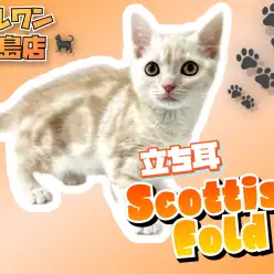 【 スコティッシュフォールド 】初心者にオススメ！クリームタビーの男の子！！