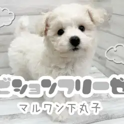 【 ビションフリーゼ 】全身ふわもこ！甘えん坊なホワイトプリンセスの魅力に迫る！