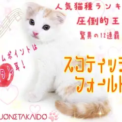 【 スコティッシュフォールド 】人気No.1！優しくて控えめな甘え方に胸キュン！