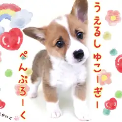 【 ウェルシュコーギーペンブローク 】お手入れ完璧！短足界のトップスター！！