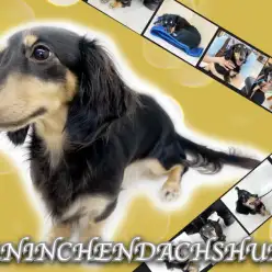 【 カニンヘンダックスフント 】初心者必見！生後10ヶ月を迎える心優しい女の子！