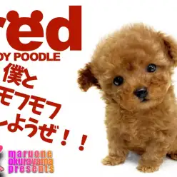 【 トイプードル レッド 】テディーと遠慮なく呼んでおくれ！