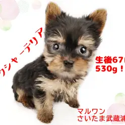 【 ヨークシャーテリア 】生後67日で530g！プレミアムパピー！