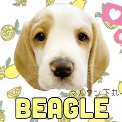 【 ビーグル 】優しさ溢れる優しいカラー!幸せのペットライフはこの子で決まり!