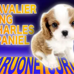 【 キャバリア 】超美のブレンハイム！かっこ良すぎるルックスの王子様が登場！