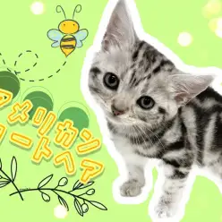 【 アメリカンショートヘア 】クラシックタビーの模様に可愛いルックスにご注目