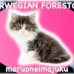 【 ノルウェージャン 】ブラウンタビー＆ホワイトが美しい目力最強の甘えん坊ガール