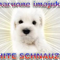 【 ホワイト・シュナウザー】希少カラー!純白の被毛を纏ったおっとりガール登場!