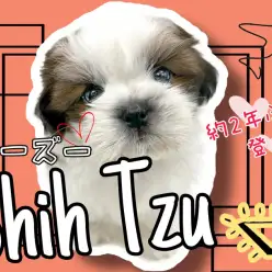 【 シーズー 】約2年ぶり登場のちょいレア犬種!顔立ちが整ったイケメンシーズー!