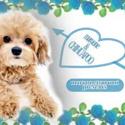 【 MIX 】生後8ヶ月で2.4kg!ほどよいサイズ感のチワプーちゃんの成長記録!