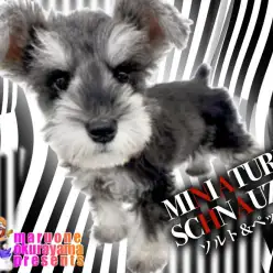 【 ミニチュアシュナウザー 】見て覚える学習能力が開花！ソルト＆ペッパー女子！