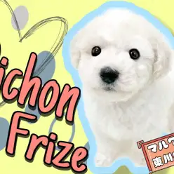 【 ビションフリーゼ 】毛量・可愛さ共に申し分無しのスペシャルパピー登場!