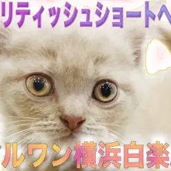 【 ブリティッシュショートヘア 】人気のクリーム色！丸々としてマスコット要素満載