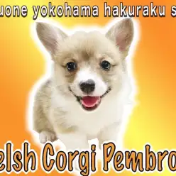 【 コーギー 】元気ハツラツ！エネルギッシュで明るい性格は太陽の様な存在！