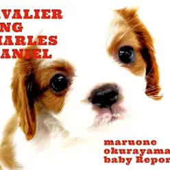 【 キャバリア 子犬  】全てが上品なブレンハイムの貴公子が登場！