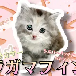 【 ラガマフィン 】希少な毛色シルバーパッチドタビー！甘え上手の女の子
