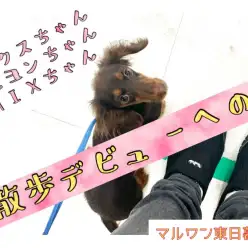 【 トレーニング 】ワクチンプログラム終了!~お散歩デビューへの道~