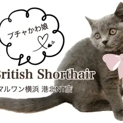 【 ブリティッシュショートヘア 】二重アゴのぶちゃかわ猫さん