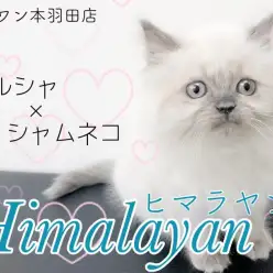 【 ヒマラヤン 】おっとりペルシャと気品高いシャム猫のコラボは最強の癒し！