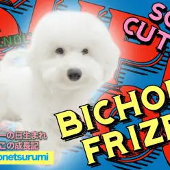 【 ビションフリーゼ 】初心者必見！生後5ヶ月を迎えた性格抜群の素晴らしき男子！