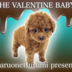 【 トイプードル 】濃いめのレッドカラー！バレンタインデー生まれのプリンセス！