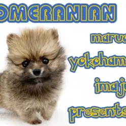 【 ポメラニアン 】超短足のドワーフ体型！目力バツグンのゴージャスたぬきポメ！