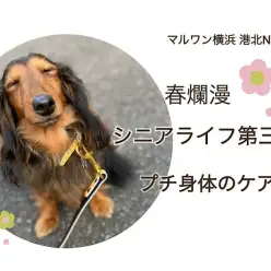 【 お役立て情報 】春爛漫！シニアライフ第三弾 お家で出来る身体のケア