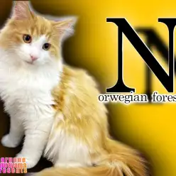 【 ノルウェージャン 】さらにいいじゃん!かっこいいじゃん!!イケメンジャン!