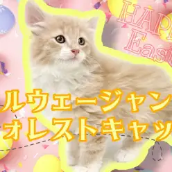 【 ノルウェージャンフォレストキャット 】優しい毛色！東川口店のアイドル誕生