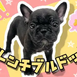 【 フレンチブルドッグ 】鼻ぺちゃ代表犬種！無邪気な姿が可愛すぎるフレブルちゃん