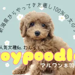 【 トイプードル 】リアルぬいぐるみ？！超おっとり性格のレディが舞い降りた！