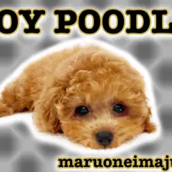 【 トイプードル 】賢く可愛く甘えん坊に成長中！濃厚レッドの爆毛小さめ美少年！