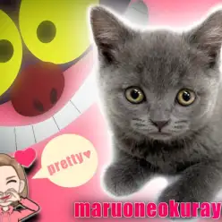 【 ブリティッシュショートヘア 】これぞ王道ブルーの決定版!超フレンドリー!