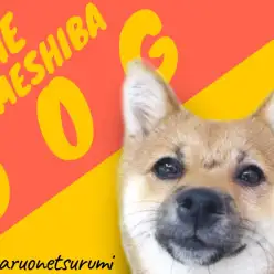 【 豆柴 】驚異のスピードで絶世の美女に成長を遂げた豆柴ちゃんに密着！