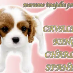 【 キャバリア 】オリジナル要素満載！奇跡のブレナムスポットを持つ究極の癒し系！