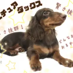 【 ミニチュアダックス 】無駄吠え&甘噛みなし！とっても優しいイケメンに成長中！